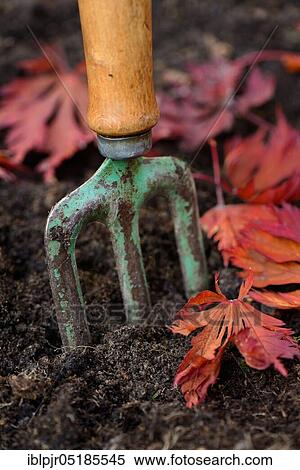 Digging fork, hand fork, garden fork View Large Photo Image Stock Photography - Digging fork, hand fork, garden fork. Fotosearch
