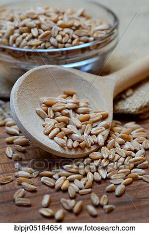 Dinkel wheat ( Triticum spelta) grains, grains, cereal grains View Large Photo Image Picture - Dinkel wheat ( Triticum spelta) grains, grains, cereal grains. Fotosearch
