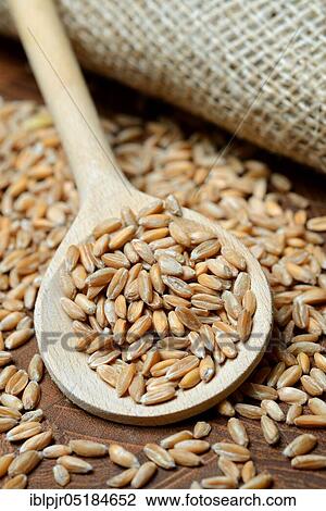 Dinkel wheat ( Triticum spelta) grains, grains, cereal grains View Large Photo Image Stock Image - Dinkel wheat ( Triticum spelta) grains, grains, cereal grains. Fotosearch