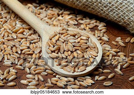 Stock Image - Dinkel wheat ( Triticum spelta) grains, grains, cereal grains. Fotosearch
