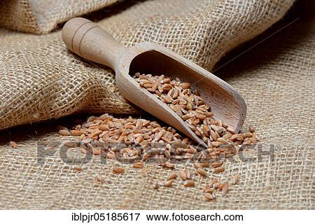 Stock Photo - Dinkel wheat ( Triticum spelta), grains. Fotosearch