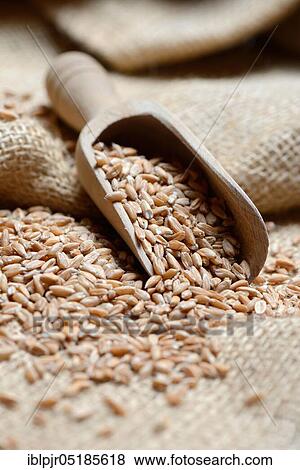 Dinkel wheat ( Triticum spelta), grains View Large Photo Image Stock Photo - Dinkel wheat ( Triticum spelta), grains. Fotosearch