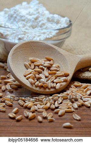 Dinkel wheat ( Triticum spelta) grains, grains, cereal grains View Large Photo Image Stock Photograph - Dinkel wheat ( Triticum spelta) grains, grains, cereal grains. Fotosearch