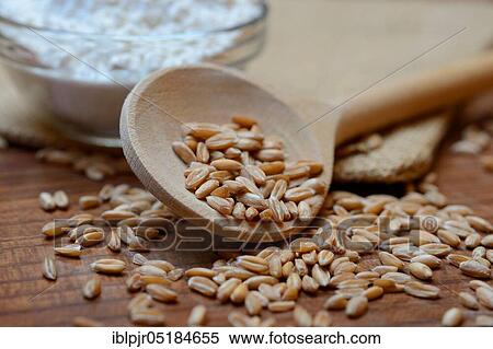 Dinkel wheat ( Triticum spelta) grains, grains, cereal grains View Large Photo Image Stock Photography - Dinkel wheat ( Triticum spelta) grains, grains, cereal grains. Fotosearch