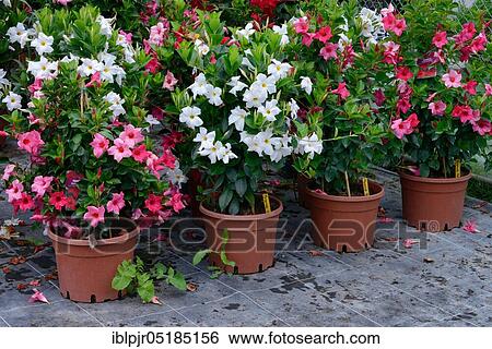 Stock Photograph - Dipladenia in pots ( Mandevilla spec. ). Fotosearch