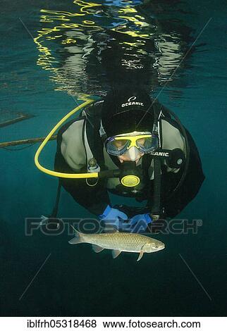 Diver and chub (Squalius cephalus), Baden-Württemberg, Germany, Europe View Large Photo Image Stock Photo - Diver and chub (Squalius cephalus), Baden-Württemberg, Germany, Europe. Fotosearch