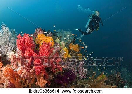 Diver and colorful coral reef, Triton Bay, West Papua, Indonesia, Asia View Large Photo Image Picture - Diver and colorful coral reef, Triton Bay, West Papua, Indonesia, Asia. Fotosearch