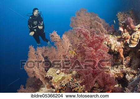 Diver and coral reef, Osprey Reef, Coral Sea, Australia, Oceania View Large Photo Image Picture - Diver and coral reef, Osprey Reef, Coral Sea, Australia, Oceania. Fotosearch