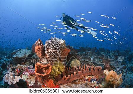 Diver over coral reef, Kai Islands, Moluccas, Indonesia, Asia View Large Photo Image Stock Image - Diver over coral reef, Kai Islands, Moluccas, Indonesia, Asia. Fotosearch