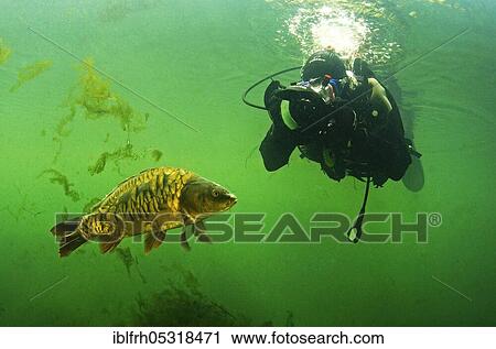 Stock Image - Diver with carp (Cyprinus carpio), Baden-Württemberg, Germany, Europe. Fotosearch