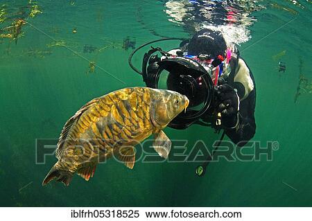 Diver with carp (Cyprinus carpio), Baden-Württemberg, Germany, Europe View Large Photo Image Stock Photography - Diver with carp (Cyprinus carpio), Baden-Württemberg, Germany, Europe. Fotosearch