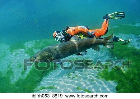 Diver with huchen (Hucho hucho) View Large Photo Image Stock Photo - Diver with huchen (Hucho hucho). Fotosearch