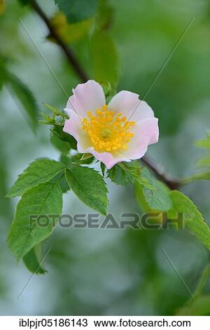Dog Rose (Rosa canina) View Large Photo Image Stock Image - Dog Rose (Rosa canina). Fotosearch