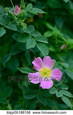 Dog Rose (Rosa canina) View Large Photo Image Stock Photograph - Dog Rose (Rosa canina). Fotosearch