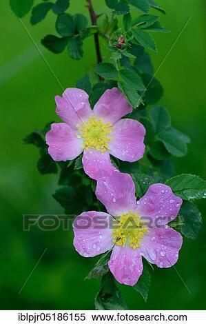 Dog Rose (Rosa canina) View Large Photo Image Stock Photography - Dog Rose (Rosa canina). Fotosearch