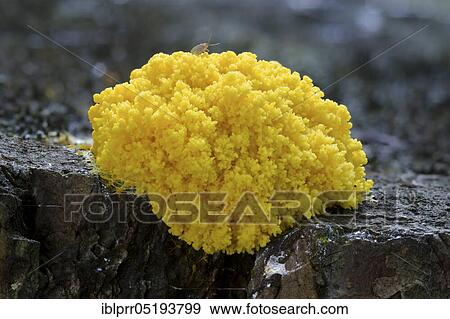 Stock Photo - Dog vomit slime mold (Fuligo septica), Hexenbutter, Lower Saxony, Germany, Europe. Fotosearch
