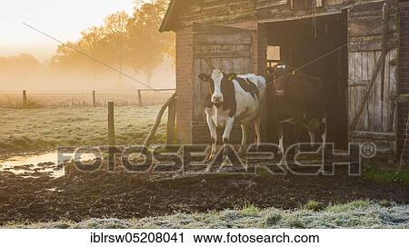 Domestic cattle, Lower Saxony, Germany, Europe View Large Photo Image Stock Image - Domestic cattle, Lower Saxony, Germany, Europe. Fotosearch