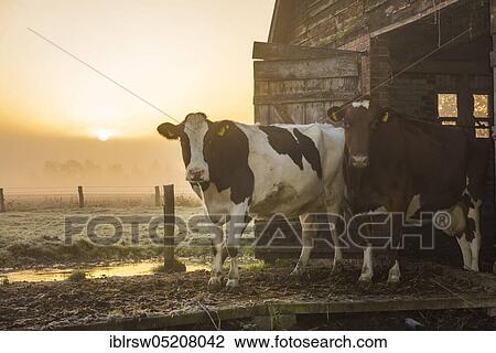 Domestic cattle, Lower Saxony, Germany, Europe View Large Photo Image Stock Image - Domestic cattle, Lower Saxony, Germany, Europe. Fotosearch
