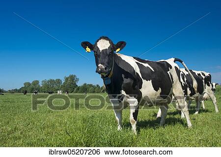 Stock Photograph - Domestic cattle, Lower Saxony, Germany, Europe. Fotosearch