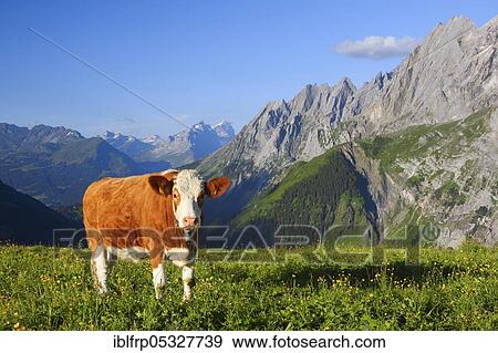Stock Photo - Domestic cattle, Rosenlauital, Bernese Oberland, Switzerland, Europe. Fotosearch