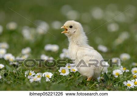 Domestic Chicken (Gallus gallus domesticus), chicks between daisies (Bellis perennis) View Large Photo Image Stock Photograph - Domestic Chicken (Gallus gallus domesticus), chicks between daisies (Bellis perennis). Fotosearch