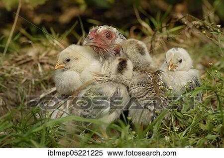 Domestic Chicken (Gallus gallus domesticus), mother hen with chick View Large Photo Image Stock Photography - Domestic Chicken (Gallus gallus domesticus), mother hen with chick. Fotosearch