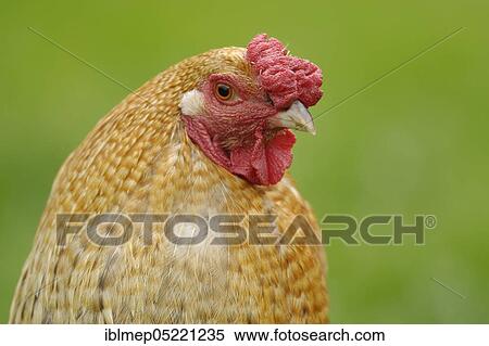 Domestic Chicken (Gallus gallus domesticus), Hen View Large Photo Image Stock Photography - Domestic Chicken (Gallus gallus domesticus), Hen. Fotosearch