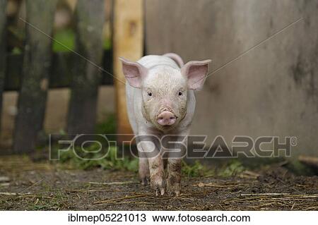 Domestic pig, dirty piglet View Large Photo Image Stock Image - Domestic pig, dirty piglet. Fotosearch
