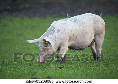 Domestic pig on the meadow, Lower Saxony, Germany, Europe View Large Photo Image Stock Photography - Domestic pig on the meadow, Lower Saxony, Germany, Europe. Fotosearch