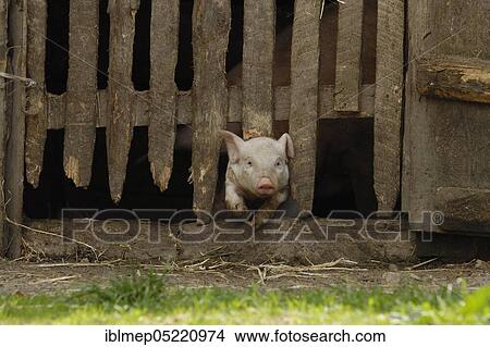 Domestic pig, piglet comes from stable View Large Photo Image Picture - Domestic pig, piglet comes from stable. Fotosearch