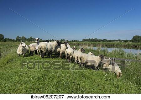 Domestic sheep on the dike of the Juemme, Lower Saxony, Germany, Europe View Large Photo Image Stock Photo - Domestic sheep on the dike of the Juemme, Lower Saxony, Germany, Europe. Fotosearch