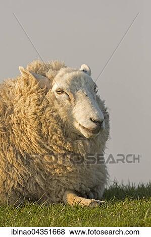 Domestic sheep, Westerheversand, Westerhever, Eiderstedt, Schleswig-Holstein, Germany, Europe View Large Photo Image Stock Photo - Domestic sheep, Westerheversand, Westerhever, Eiderstedt, Schleswig-Holstein, Germany, Europe. Fotosearch