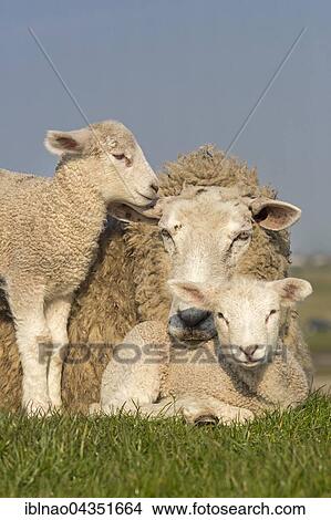 Domestic sheep with lambs, Westerheversand, Westerhever, Eiderstedt, North Frisia, Schleswig-Holstein, Northern Germany, Germany, Europe View Large Photo Image Picture - Domestic sheep with lambs, Westerheversand, Westerhever, Eiderstedt, North Frisia, Schleswig-Holstein, Northern Germany, Germany, Europe. Fotosearch