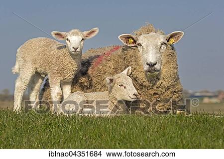 Picture - Domestic sheep with lambs, Westerheversand, Westerhever, Eiderstedt, North Frisia, Schleswig-Holstein, Northern Germany, Germany, Europe. Fotosearch