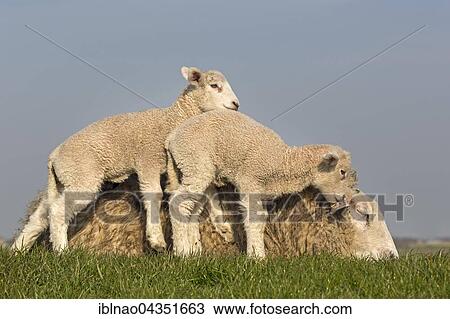 Domestic sheep with lambs, Westerheversand, Westerhever, Eiderstedt, North Frisia, Schleswig-Holstein, Northern Germany, Germany, Europe View Large Photo Image Stock Image - Domestic sheep with lambs, Westerheversand, Westerhever, Eiderstedt, North Frisia, Schleswig-Holstein, Northern Germany, Germany, Europe. Fotosearch