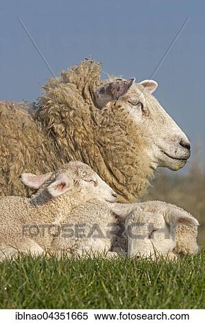 Domestic sheep with lambs, Westerheversand, Westerhever, Eiderstedt, North Frisia, Schleswig-Holstein, Northern Germany, Germany, Europe View Large Photo Image Stock Photography - Domestic sheep with lambs, Westerheversand, Westerhever, Eiderstedt, North Frisia, Schleswig-Holstein, Northern Germany, Germany, Europe. Fotosearch