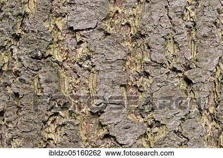 Douglas fir bark, Douglas fir, Douglas spruce (Pseudotsuga menziesii), Douglas fir View Large Photo Image Stock Image - Douglas fir bark, Douglas fir, Douglas spruce (Pseudotsuga menziesii), Douglas fir. Fotosearch
