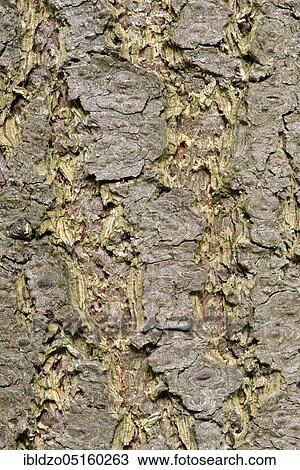 Douglas fir bark, Douglas fir, Douglas spruce (Pseudotsuga menziesii), Douglas fir View Large Photo Image Stock Image - Douglas fir bark, Douglas fir, Douglas spruce (Pseudotsuga menziesii), Douglas fir. Fotosearch