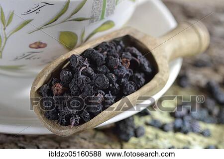 Dried blueberries (Vaccinium myrtillus) View Large Photo Image Stock Photo - Dried blueberries (Vaccinium myrtillus). Fotosearch