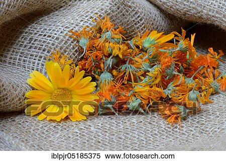 Stock Photography - Dried calendula blossoms. Fotosearch