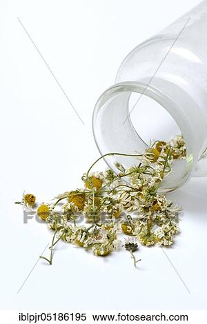 Dried chamomile flowers ( Matricaria chamomilla) View Large Photo Image Stock Photography - Dried chamomile flowers ( Matricaria chamomilla). Fotosearch