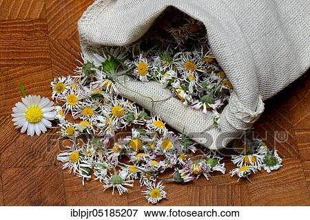 Stock Photo - Dried Common daisy ( Bellis perennis) in small canvas bags. Fotosearch