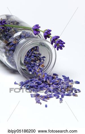 Dried lavender flowers ( Lavandula angustifolia) in bottle View Large Photo Image Stock Image - Dried lavender flowers ( Lavandula angustifolia) in bottle. Fotosearch