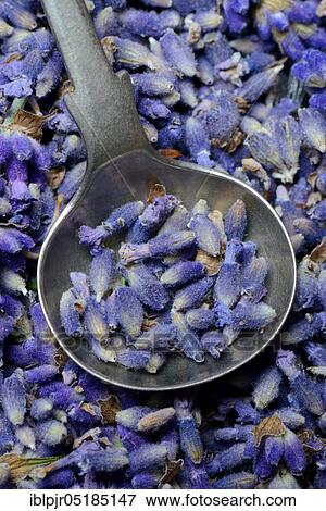 Dried lavender flowers ( Lavandula angustifolia) with spoon View Large Photo Image Stock Photo - Dried lavender flowers ( Lavandula angustifolia) with spoon. Fotosearch