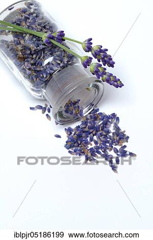 Dried lavender flowers ( Lavandula angustifolia) in bottle View Large Photo Image Stock Photo - Dried lavender flowers ( Lavandula angustifolia) in bottle. Fotosearch