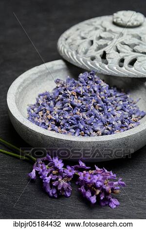 Dried Lavender ( Lavandula angustifolia), Lavender flowers View Large Photo Image Stock Image - Dried Lavender ( Lavandula angustifolia), Lavender flowers. Fotosearch