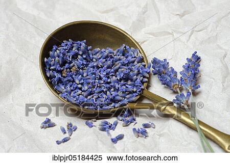 Dried lavender ( Lavandula angustifolia), Lavender flowers in metal spoon View Large Photo Image Stock Photography - Dried lavender ( Lavandula angustifolia), Lavender flowers in metal spoon. Fotosearch