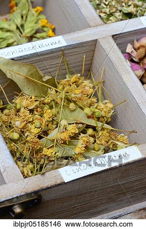 Dried lime blossoms in collection box View Large Photo Image Stock Photograph - Dried lime blossoms in collection box. Fotosearch
