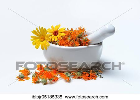 Dried marigold blossoms in mortar View Large Photo Image Stock Photography - Dried marigold blossoms in mortar. Fotosearch