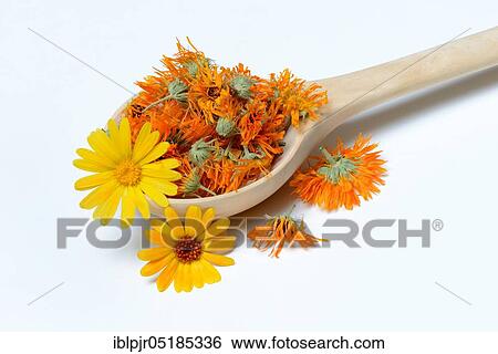Dried marigold blossoms in wooden ladle View Large Photo Image Stock Photograph - Dried marigold blossoms in wooden ladle. Fotosearch